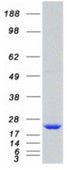 SDS-PAGE (TPT1-4514H).jpg